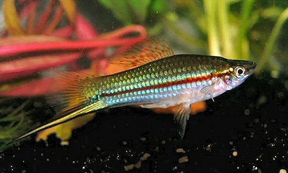Xiphophorus helleri Kardonesis